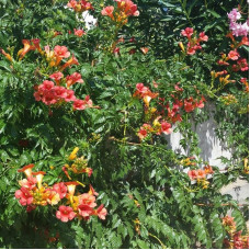 Кампсис укорінливий Урсинув | Campsis radicans Ursynow | Кампсис укореняющийся Урсынув