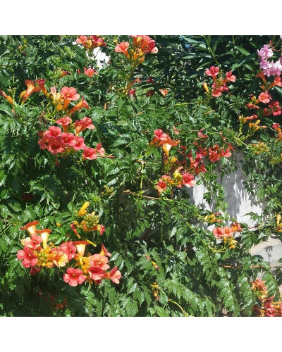 Кампсис укорінливий Урсинув | Campsis radicans Ursynow | Кампсис укореняющийся Урсынув