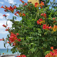Кампсис укорінливий Урсинув | Campsis radicans Ursynow | Кампсис укореняющийся Урсынув