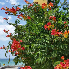Кампсис укорінливий Урсинув | Campsis radicans Ursynow | Кампсис укореняющийся Урсынув