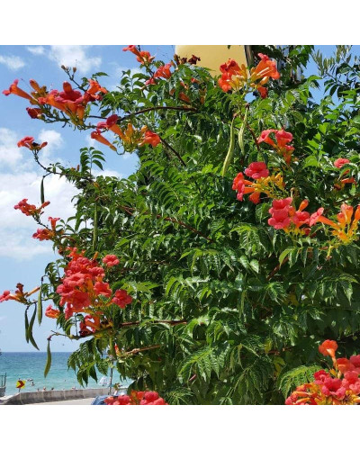 Кампсис укорінливий Урсинув | Campsis radicans Ursynow | Кампсис укореняющийся Урсынув