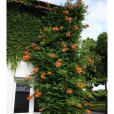 Кампсис укорінливий Урсинув | Campsis radicans Ursynow | Кампсис укореняющийся Урсынув