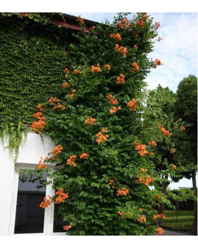 Кампсис укорінливий Урсинув | Campsis radicans Ursynow | Кампсис укореняющийся Урсынув