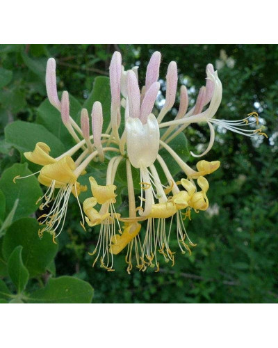Жимолость Капріфоль (ліана) | Lonicera Сaprifolium | Жимолость Каприфоль (лиана)