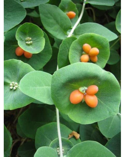 Жимолость Капріфоль (ліана) | Lonicera Сaprifolium | Жимолость Каприфоль (лиана)