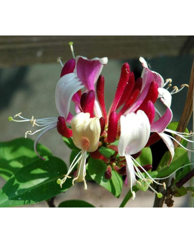 Жимолость Капріфоль (ліана) | Lonicera Сaprifolium | Жимолость Каприфоль (лиана)
