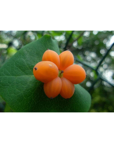 Жимолость Капріфоль (ліана) | Lonicera Сaprifolium | Жимолость Каприфоль (лиана)