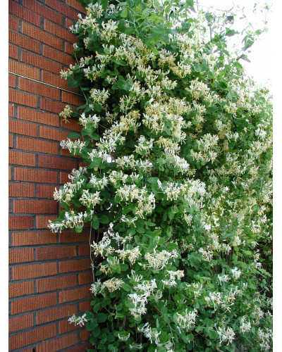 Жимолость Капріфоль (ліана) | Lonicera Сaprifolium | Жимолость Каприфоль (лиана)