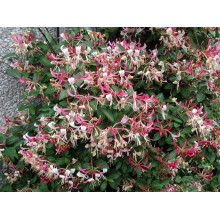 Жимолость Капріфоль (ліана) | Lonicera Сaprifolium | Жимолость Каприфоль (лиана)