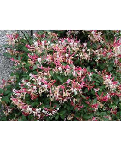Жимолость Капріфоль (ліана) | Lonicera Сaprifolium | Жимолость Каприфоль (лиана)