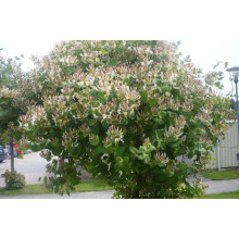 Жимолость Капріфоль (ліана) | Lonicera Сaprifolium | Жимолость Каприфоль (лиана)