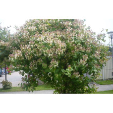 Жимолость Капріфоль (ліана) | Lonicera Сaprifolium | Жимолость Каприфоль (лиана)