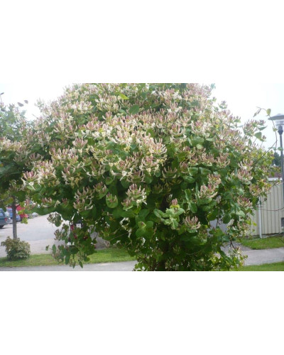 Жимолость Капріфоль (ліана) | Lonicera Сaprifolium | Жимолость Каприфоль (лиана)
