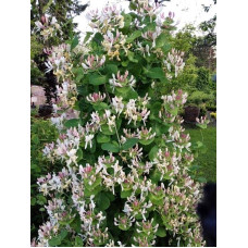 Жимолость Капріфоль (ліана) | Lonicera Сaprifolium | Жимолость Каприфоль (лиана)