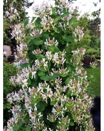 Жимолость Капріфоль (ліана) | Lonicera Сaprifolium | Жимолость Каприфоль (лиана)