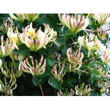 Жимолость Капріфоль (ліана) | Lonicera Сaprifolium | Жимолость Каприфоль (лиана)