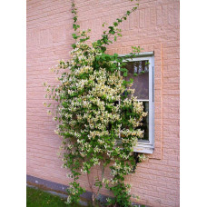 Жимолость Капріфоль (ліана) | Lonicera Сaprifolium | Жимолость Каприфоль (лиана)