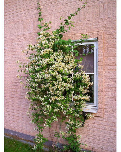 Жимолость Капріфоль (ліана) | Lonicera Сaprifolium | Жимолость Каприфоль (лиана)