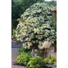 Гортензія черешкова Петіоларіс | Hydrangea anomala Petiolaris | Гортензия черешковая Петиоларис
