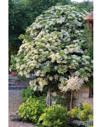 Гортензія черешкова Петіоларіс | Hydrangea anomala Petiolaris | Гортензия черешковая Петиоларис