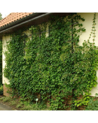 Гортензія черешкова Петіоларіс | Hydrangea anomala Petiolaris | Гортензия черешковая Петиоларис