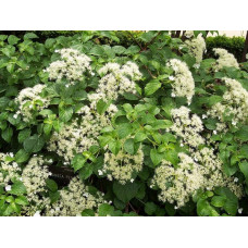 Гортензія черешкова Петіоларіс | Hydrangea anomala Petiolaris | Гортензия черешковая Петиоларис