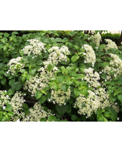 Гортензія черешкова Петіоларіс | Hydrangea anomala Petiolaris | Гортензия черешковая Петиоларис