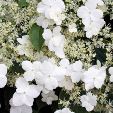 Гортензія черешкова Петіоларіс | Hydrangea anomala Petiolaris | Гортензия черешковая Петиоларис