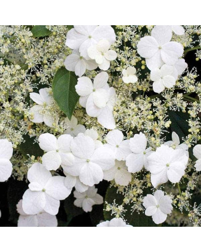Гортензія черешкова Петіоларіс | Hydrangea anomala Petiolaris | Гортензия черешковая Петиоларис