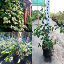 Гортензія черешкова Петіоларіс | Hydrangea anomala Petiolaris | Гортензия черешковая Петиоларис