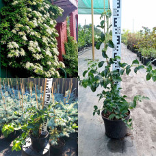 Гортензія черешкова Петіоларіс | Hydrangea anomala Petiolaris | Гортензия черешковая Петиоларис