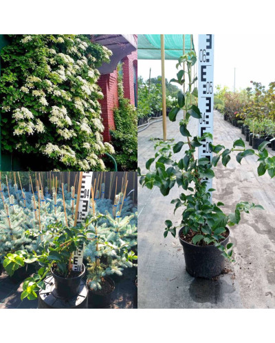 Гортензія черешкова Петіоларіс | Hydrangea anomala Petiolaris | Гортензия черешковая Петиоларис
