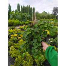 Гортензія черешкова Петіоларіс | Hydrangea anomala Petiolaris | Гортензия черешковая Петиоларис