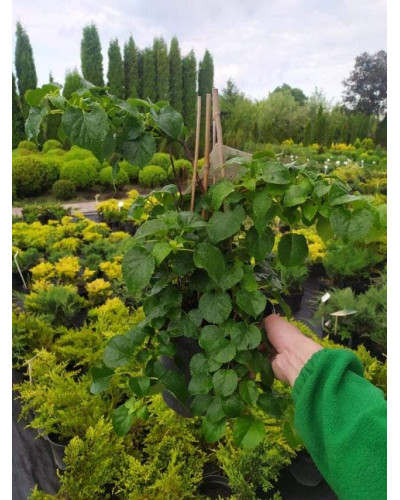 Гортензія черешкова Петіоларіс | Hydrangea anomala Petiolaris | Гортензия черешковая Петиоларис