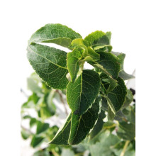 Гортензія черешкова Петіоларіс | Hydrangea anomala Petiolaris | Гортензия черешковая Петиоларис
