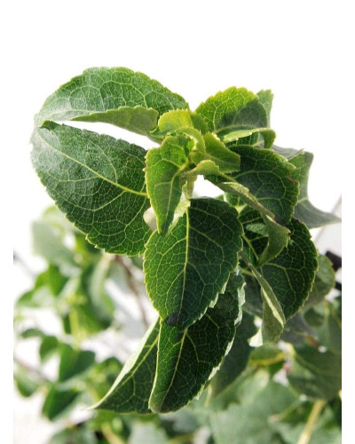 Гортензія черешкова Петіоларіс | Hydrangea anomala Petiolaris | Гортензия черешковая Петиоларис