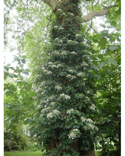 Гортензія черешкова Петіоларіс | Hydrangea anomala Petiolaris | Гортензия черешковая Петиоларис