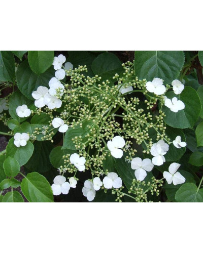 Гортензія черешкова Петіоларіс | Hydrangea anomala Petiolaris | Гортензия черешковая Петиоларис