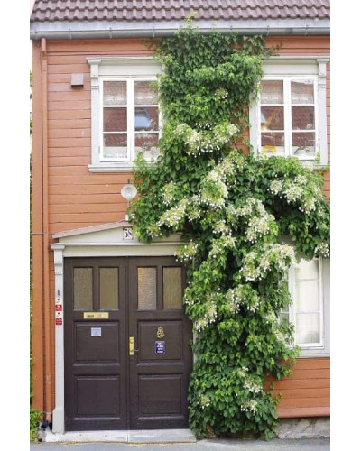 Гортензія черешкова Петіоларіс | Hydrangea anomala Petiolaris | Гортензия черешковая Петиоларис