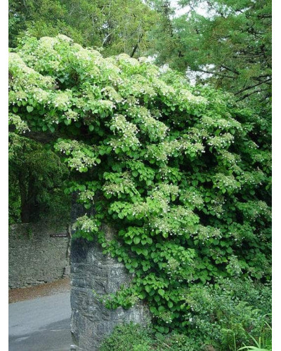 Гортензія черешкова Петіоларіс | Hydrangea anomala Petiolaris | Гортензия черешковая Петиоларис