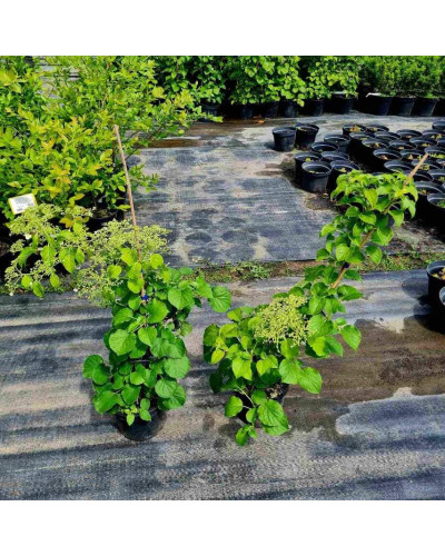 Гортензія черешкова Петіоларіс | Hydrangea anomala Petiolaris | Гортензия черешковая Петиоларис