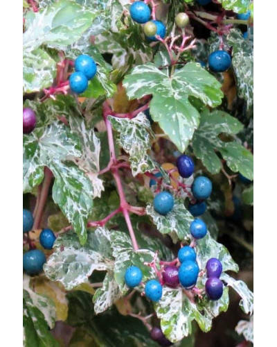 Виноградівник / Ампелопсис залозистий Елеганс | Ampelopsis Glandulosa Elegans | Виноградовник / Ампелопсис железистый Элеганс