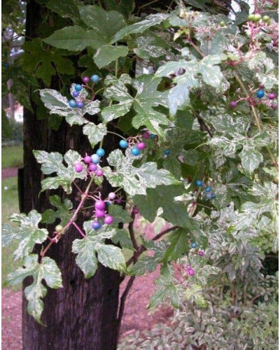Виноградівник / Ампелопсис залозистий Елеганс | Ampelopsis Glandulosa Elegans | Виноградовник / Ампелопсис железистый Элеганс