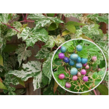 Виноградівник / Ампелопсис залозистий Елеганс | Ampelopsis Glandulosa Elegans | Виноградовник / Ампелопсис железистый Элеганс