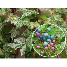 Виноградівник / Ампелопсис залозистий Елеганс | Ampelopsis Glandulosa Elegans | Виноградовник / Ампелопсис железистый Элеганс