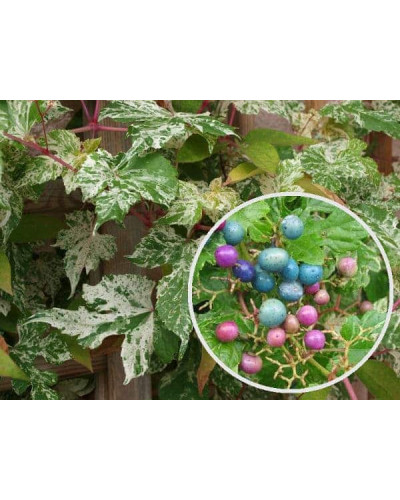 Виноградівник / Ампелопсис залозистий Елеганс | Ampelopsis Glandulosa Elegans | Виноградовник / Ампелопсис железистый Элеганс