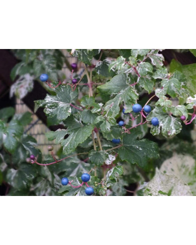 Виноградівник / Ампелопсис залозистий Елеганс | Ampelopsis Glandulosa Elegans | Виноградовник / Ампелопсис железистый Элеганс