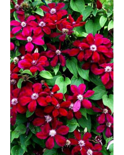 Ломиніс / Клематіс Вестерплатте | Clematis Westerplatte | Ломонос / Клематис Вестерплатте