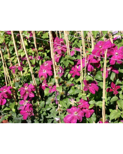 Ломиніс / Клематіс Вестерплатте | Clematis Westerplatte | Ломонос / Клематис Вестерплатте
