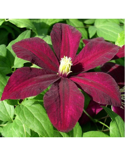 Ломиніс / Клематіс Вестерплатте | Clematis Westerplatte | Ломонос / Клематис Вестерплатте